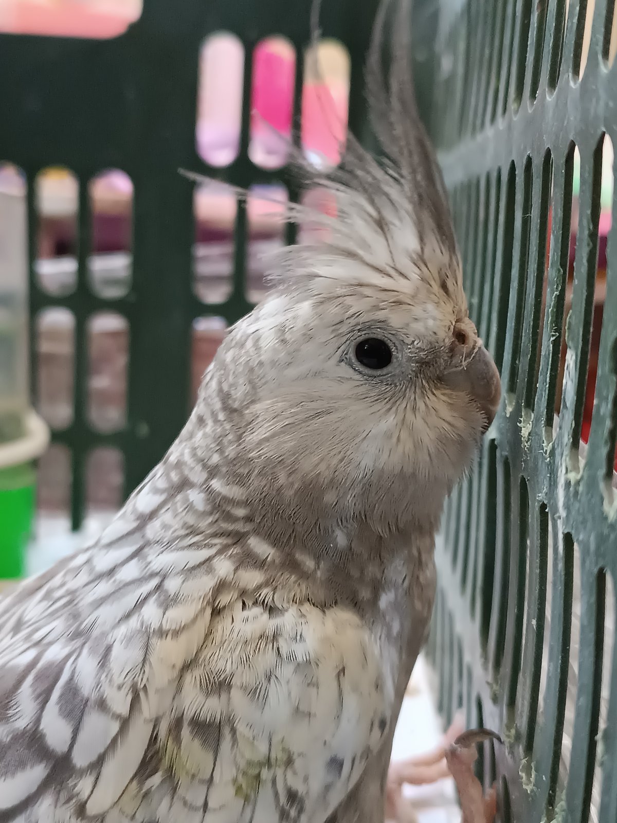 Backyard life in Dangir: pet birds, chickens, and a pomegranate tree