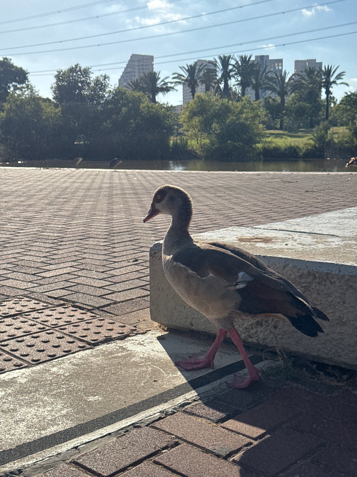 Afternoon at the Yarkon River park near Reading Power Station