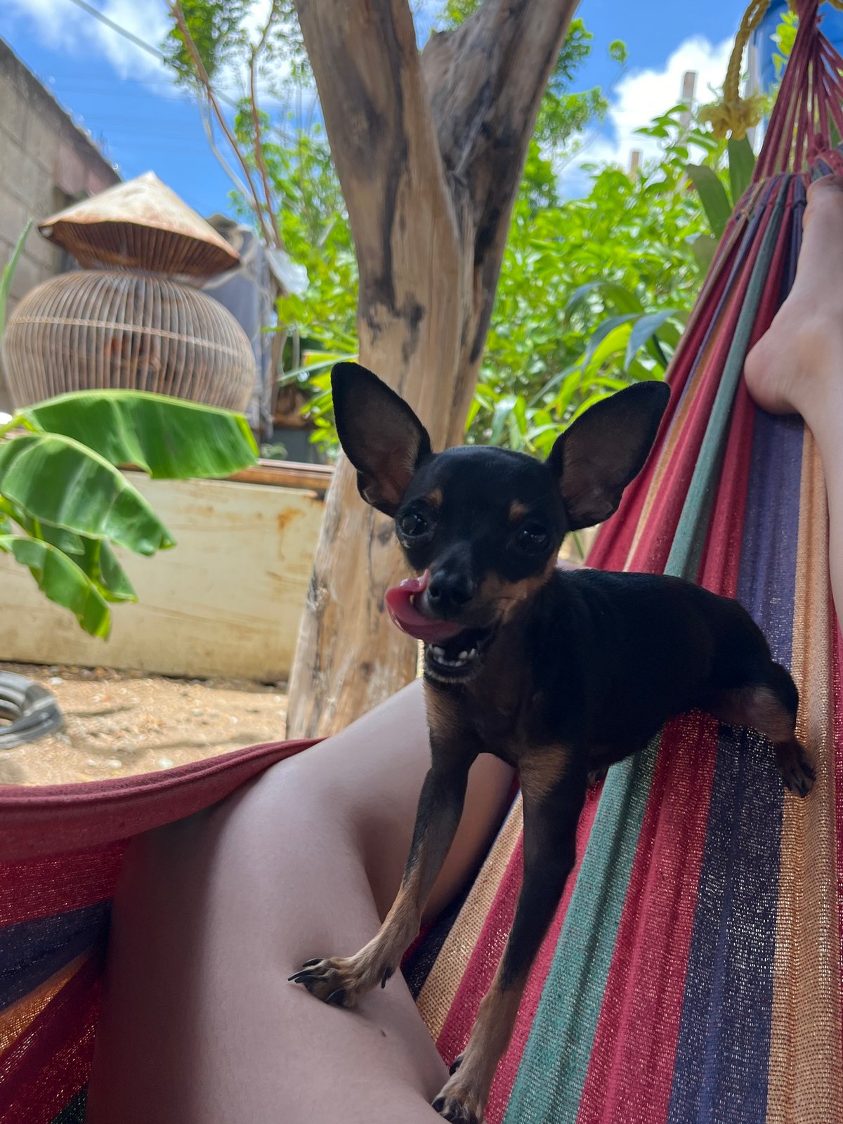Domestic life with small dogs documented in Juan Griego