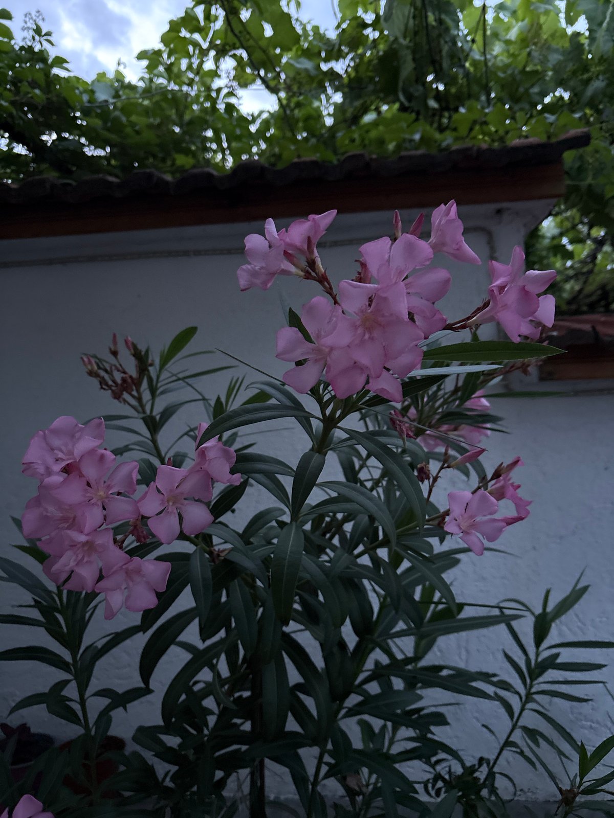 Garden flowers and a stormy dusk settle over Strelcha