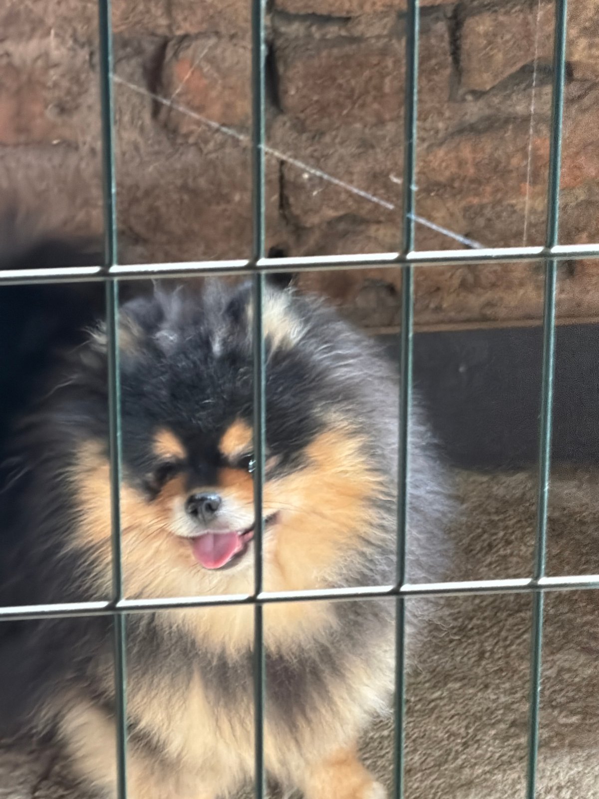 Pomeranian dog spotted in enclosure in Panagyurishte, Bulgaria