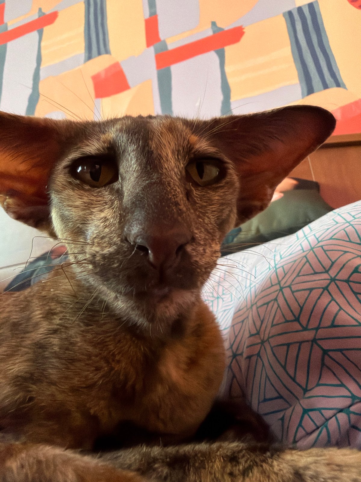 Cats, coffee, and a relaxed family morning in Chaikovsky