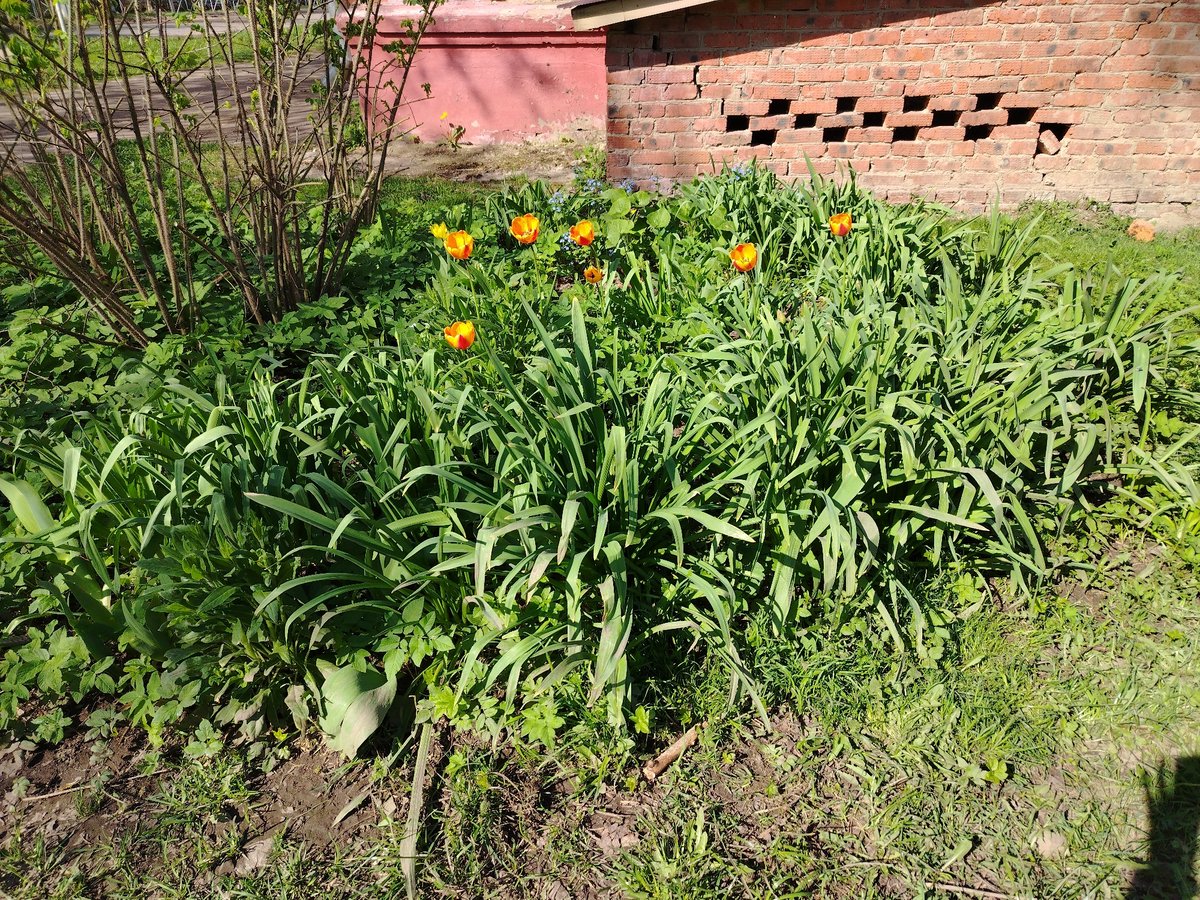 Morning snapshots capture quiet urban life and spring gardens