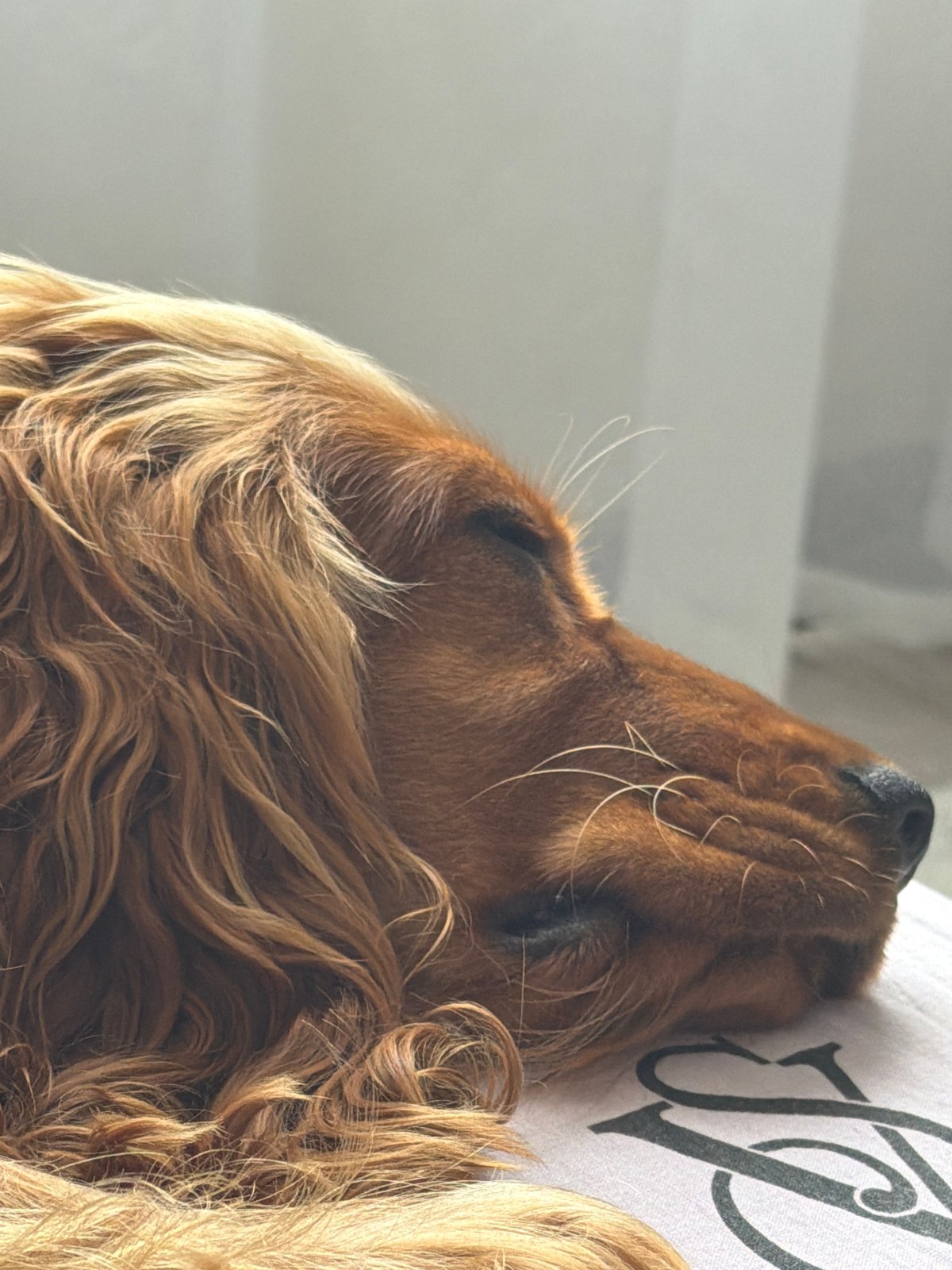 Cocker Spaniel's morning: nap time to outdoor walk in Minsk