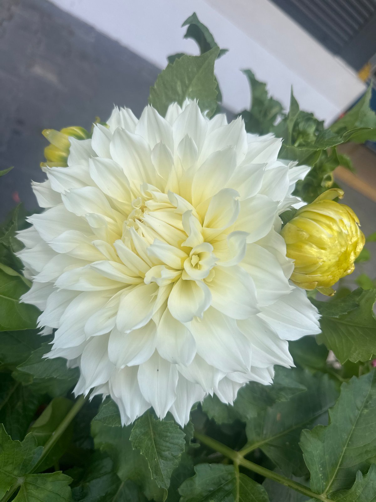 Budva streets, buildings, and botanicals on a July afternoon