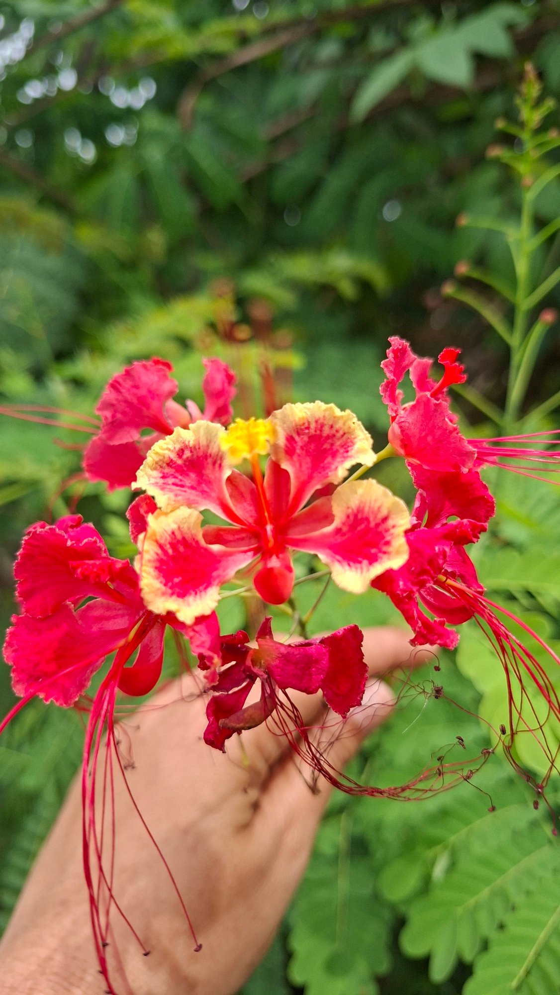 Rice paddies, wildflowers, and rural life in Kutaglumpang