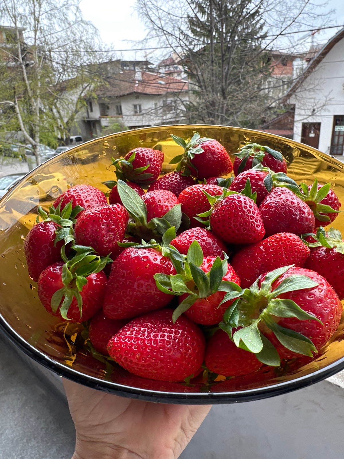 Person holds bowl of fresh strawberries in Sofia