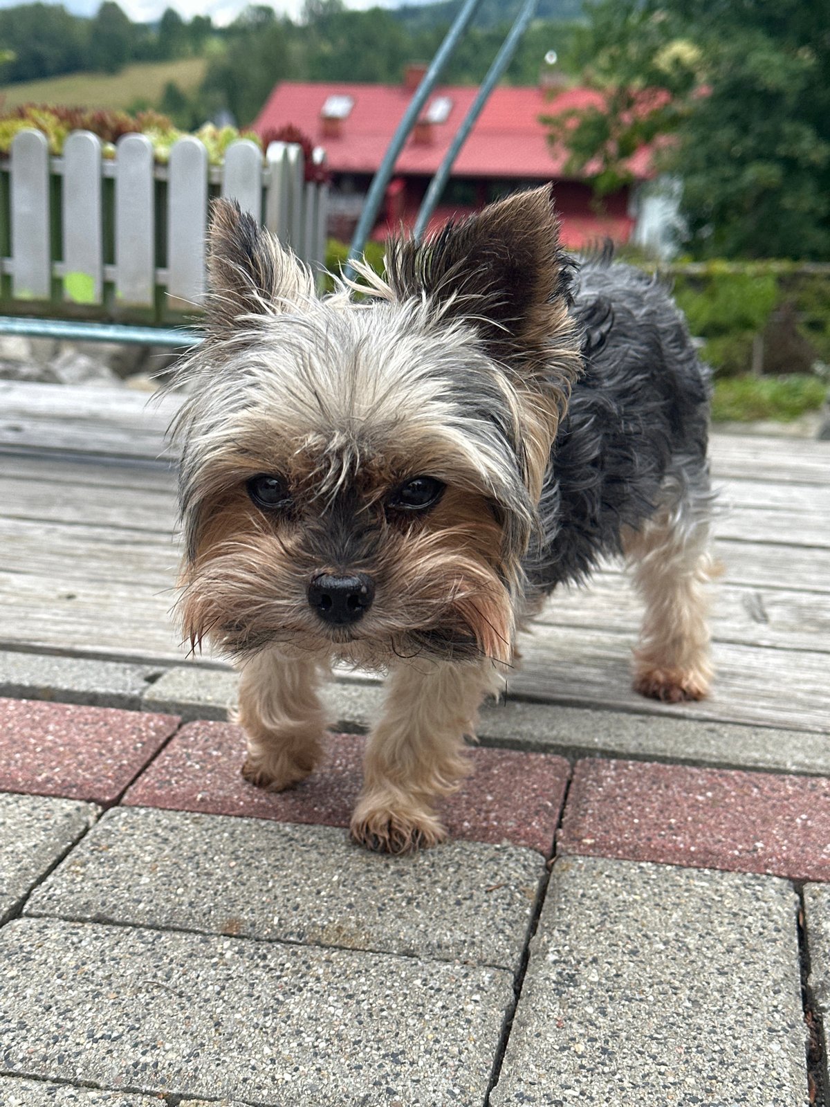 Lazy afternoon in Wisła — a dog, a snack, and cloudy skies