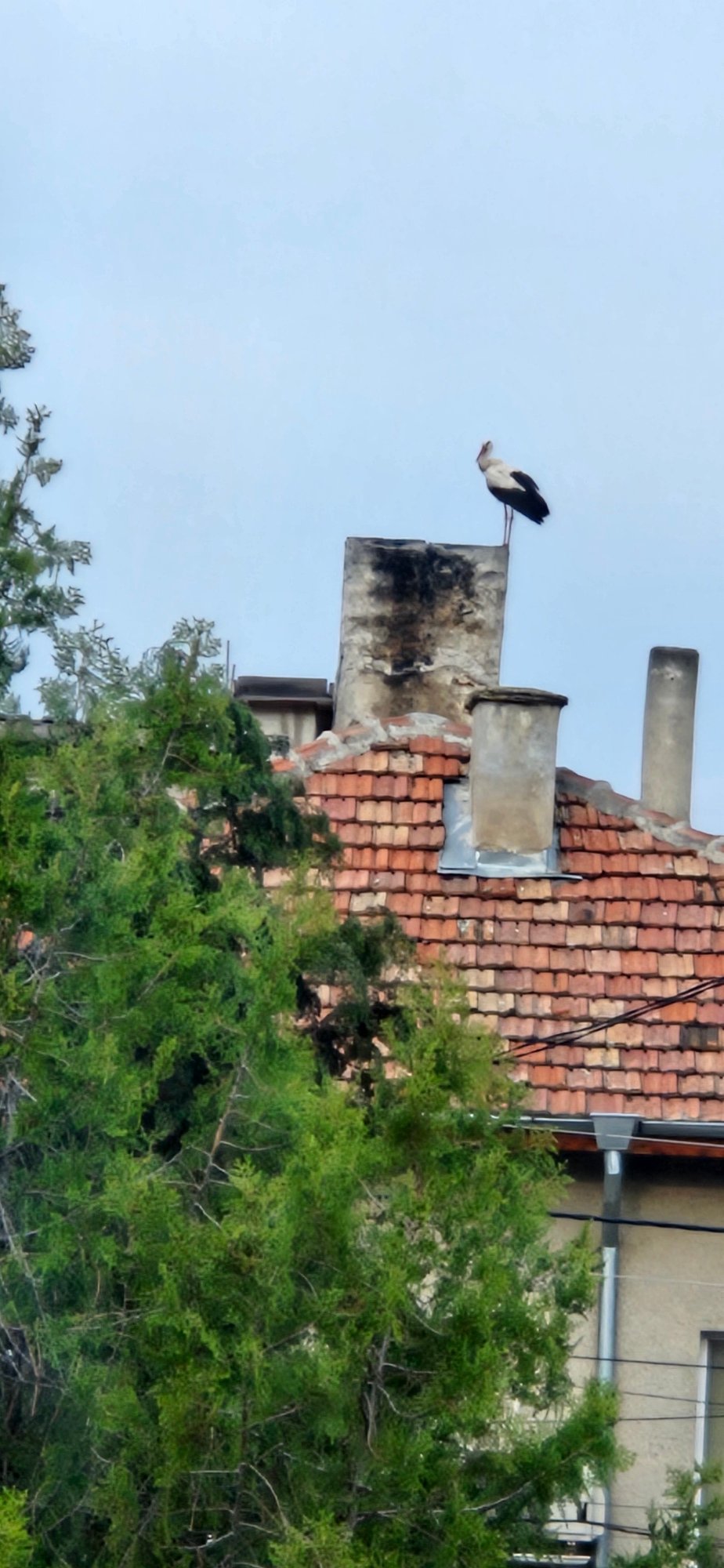 Stork spotted on rooftop chimney in Blagoevgrad, Bulgaria