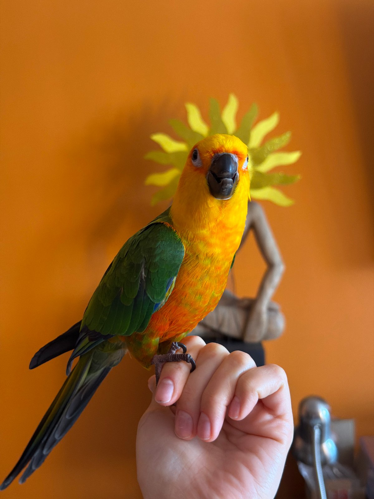 Casual indoor snapshots and a colorful parrot, Khimki