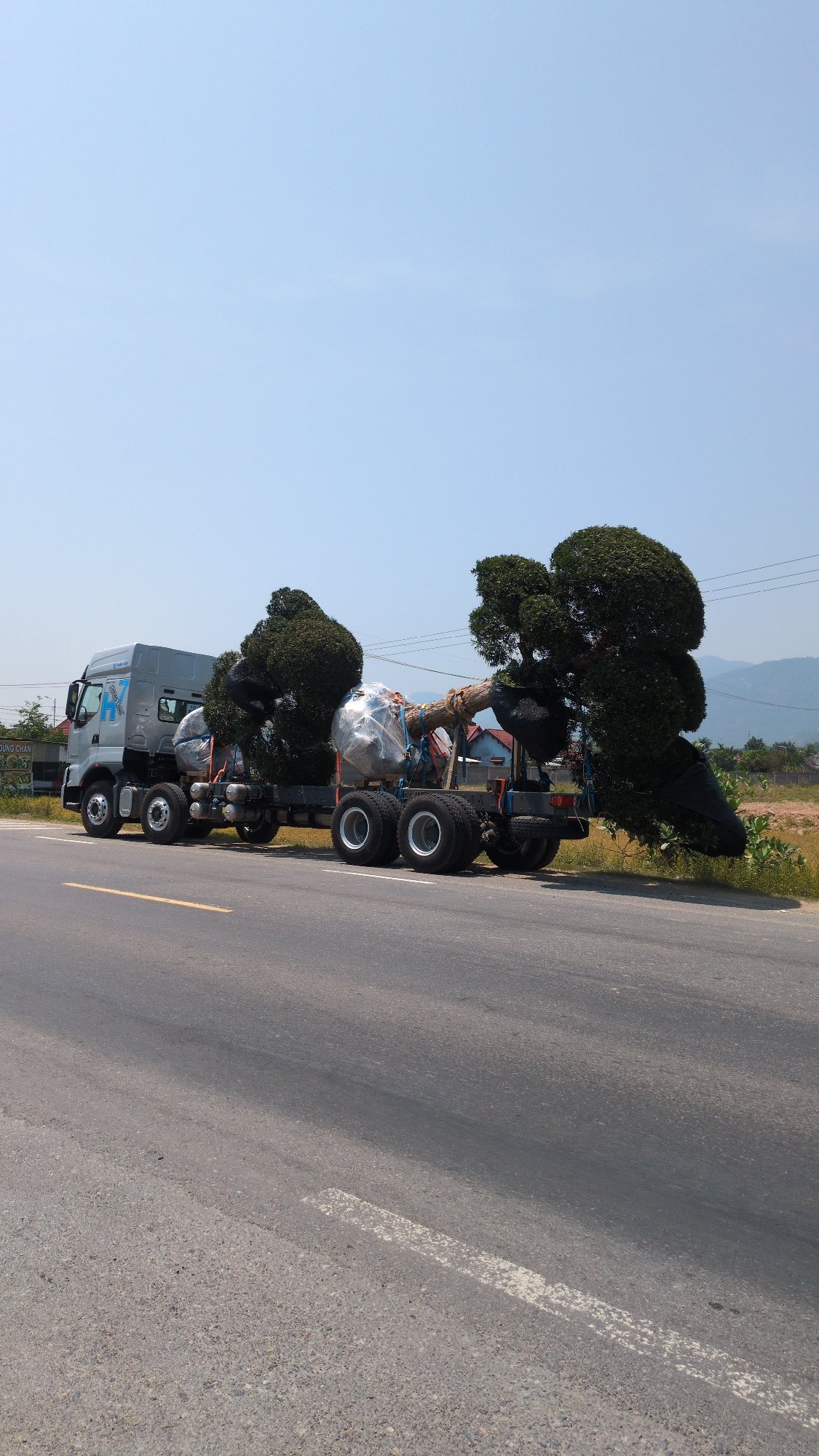 Commercial truck transports trees through Diên Thọ, Vietnam