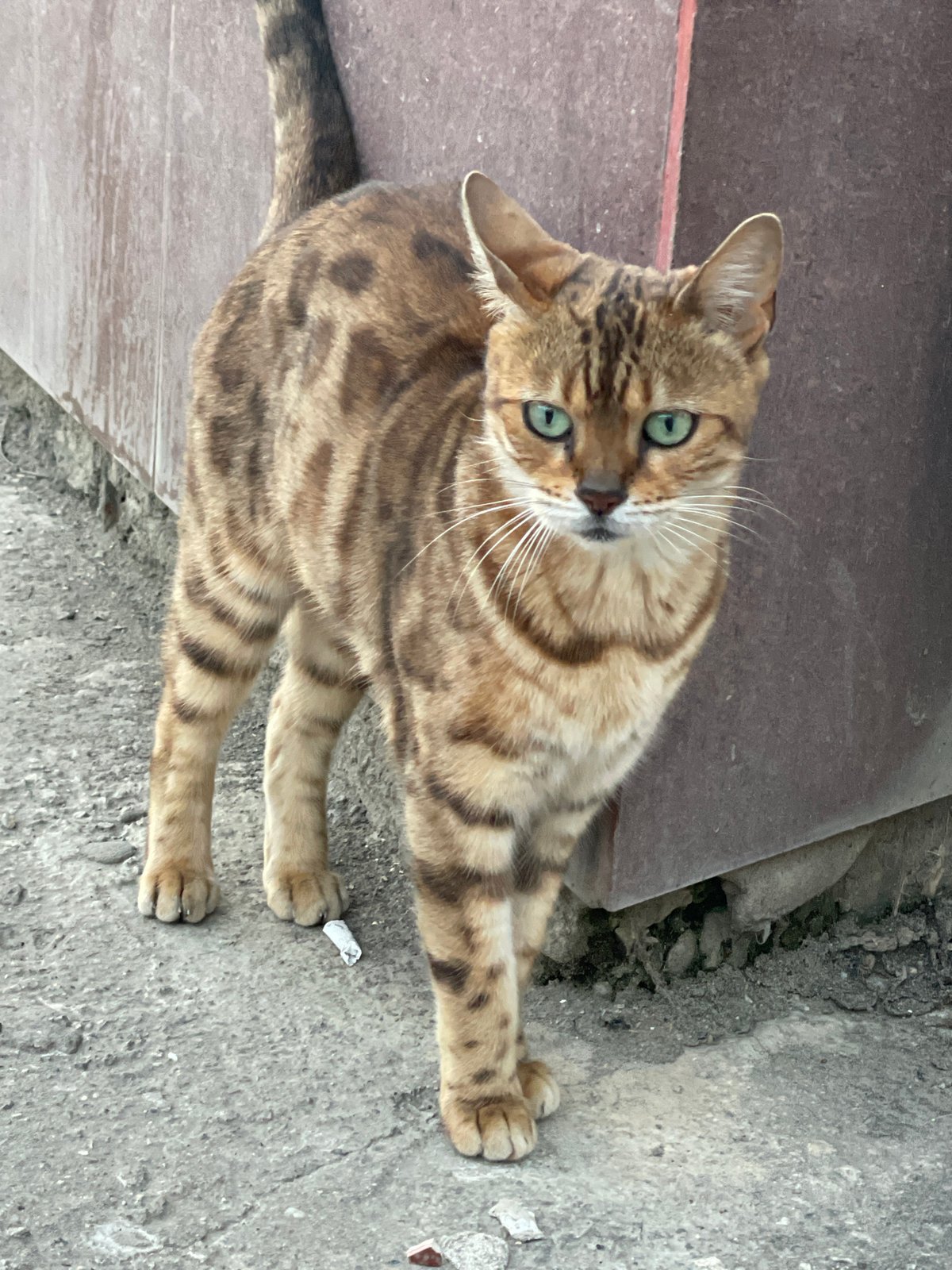 Bengal Cat Spotted Roaming Residential Area in Sochi