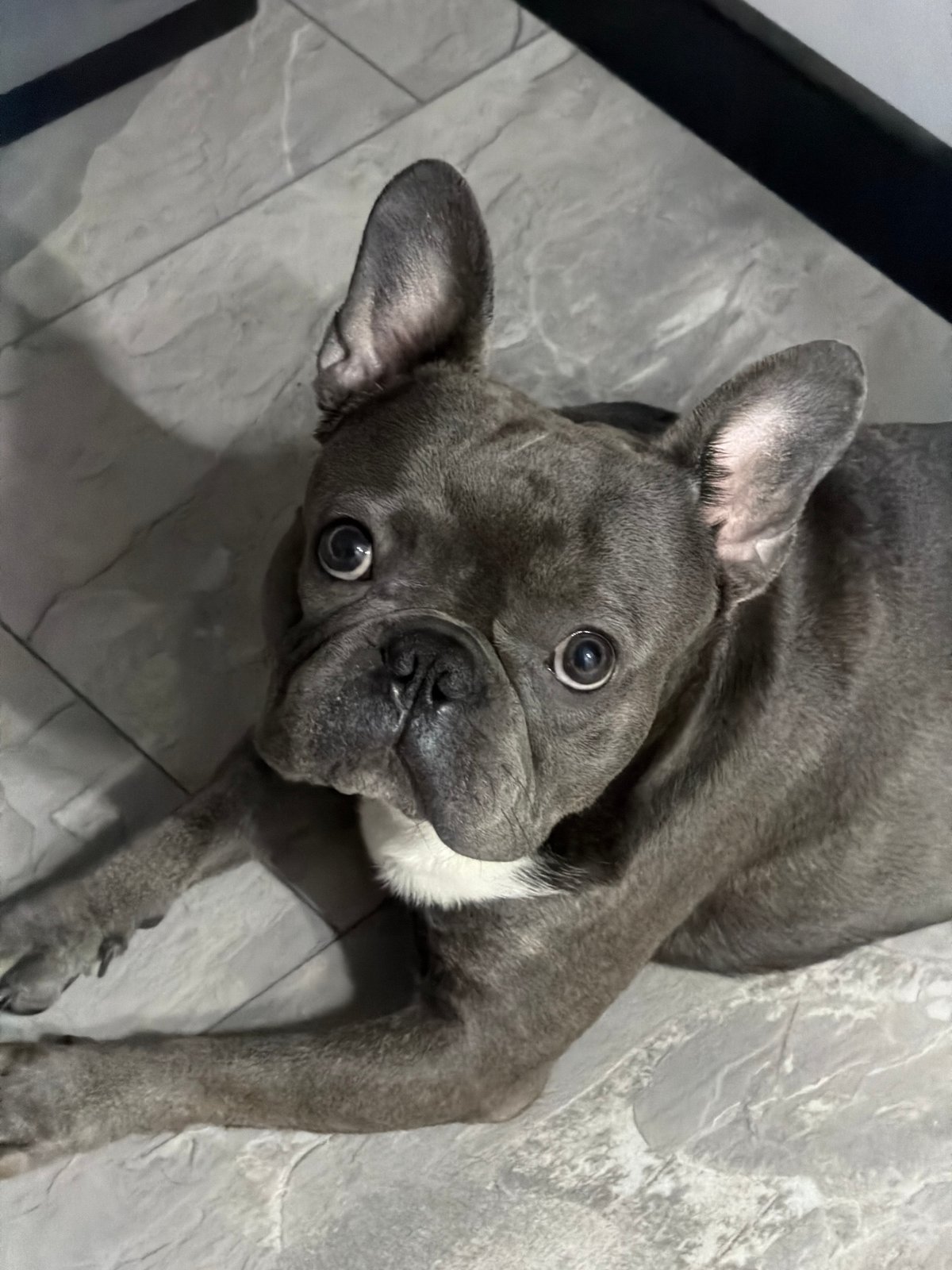 French Bulldog relaxes on tiled floor in Ruse