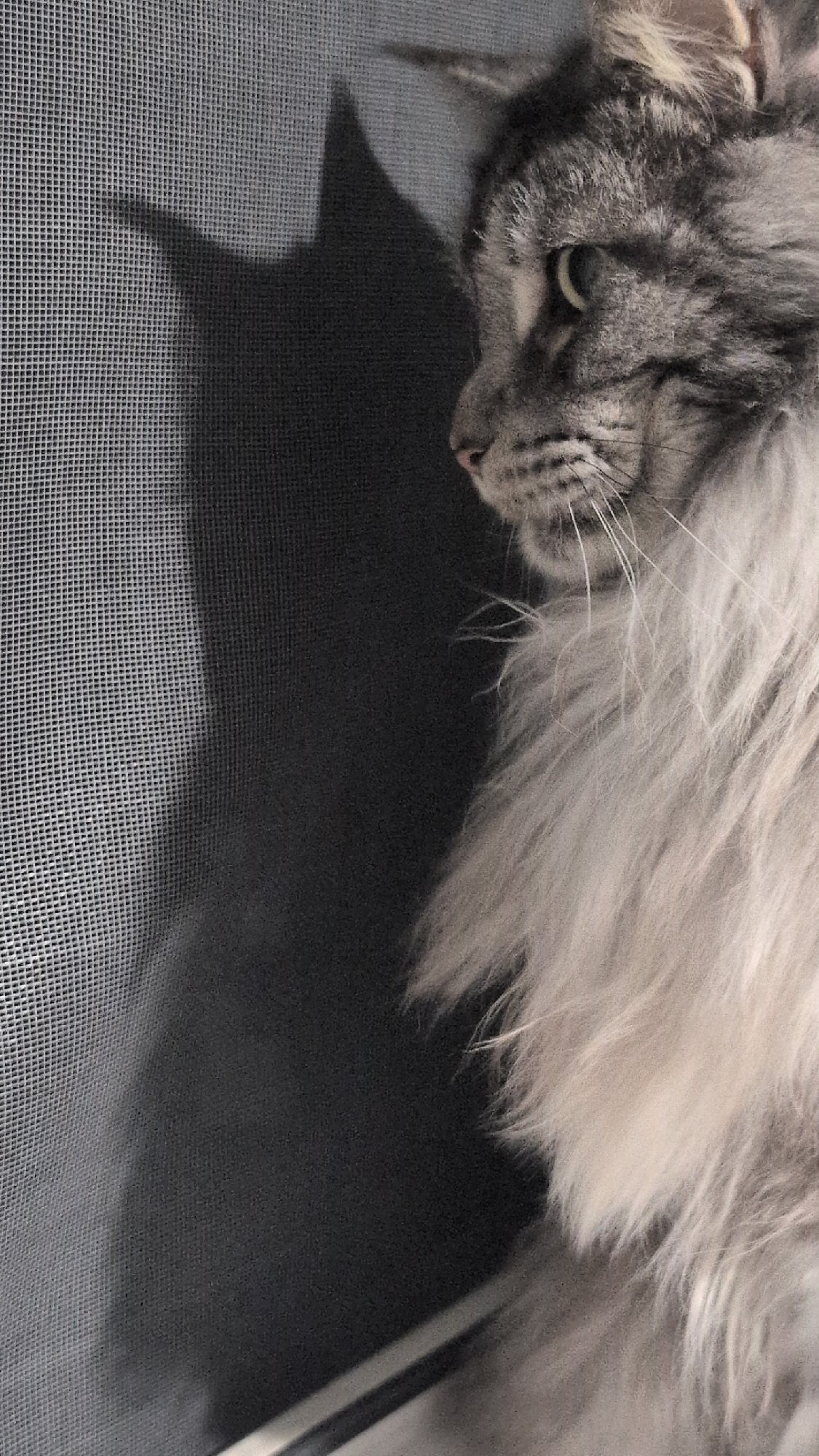 Maine Coon roams a home in Izmail, Ukraine