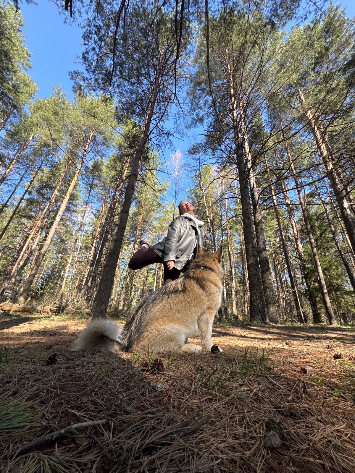 Person walks with dog through pine forest in Russia