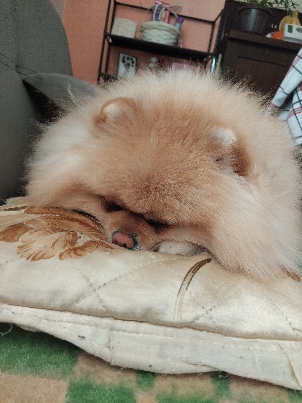 Pomeranian dog sleeps peacefully on floral pillow in Bulgaria