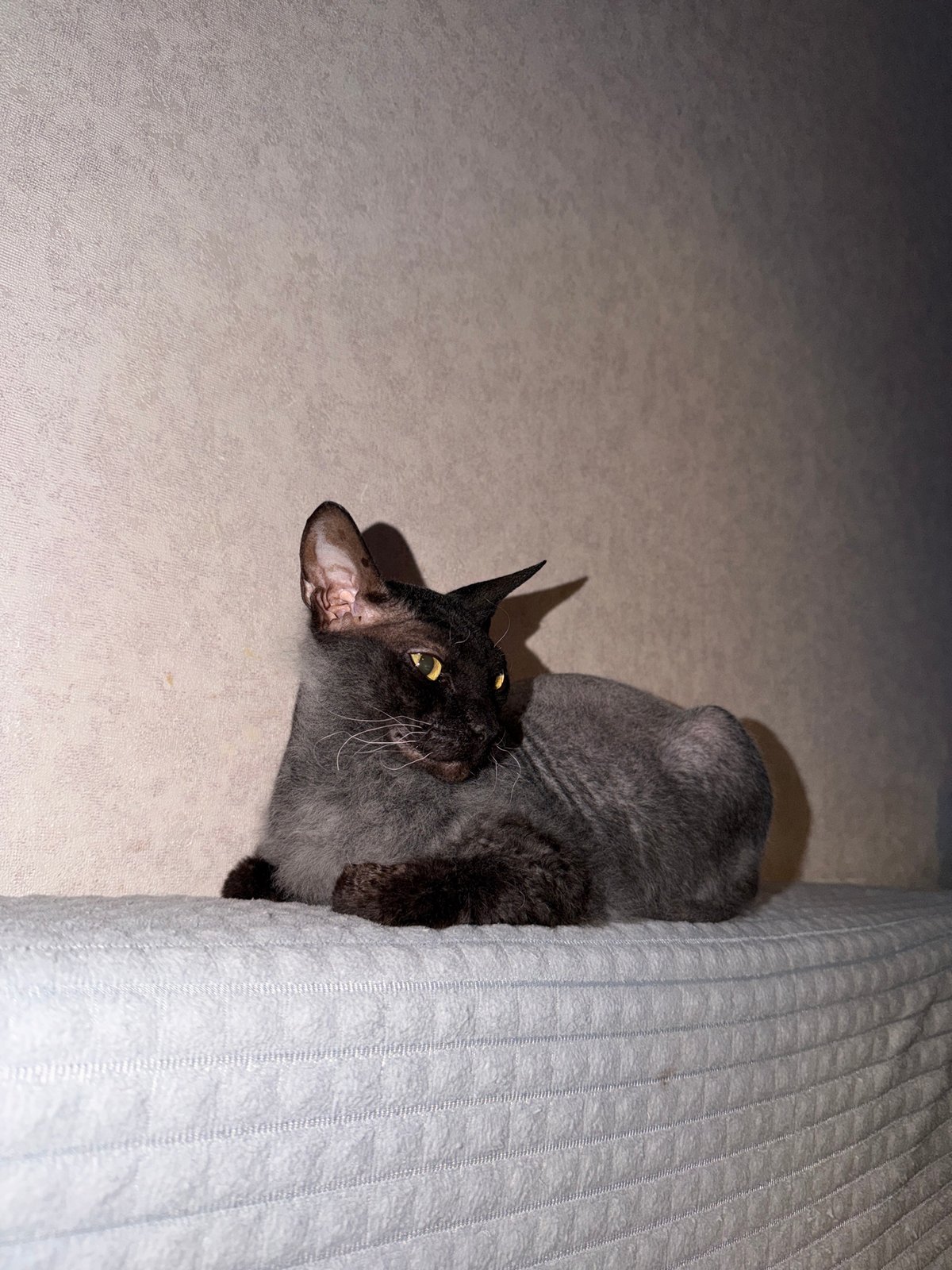 Short-haired cat resting indoors, human interaction captured