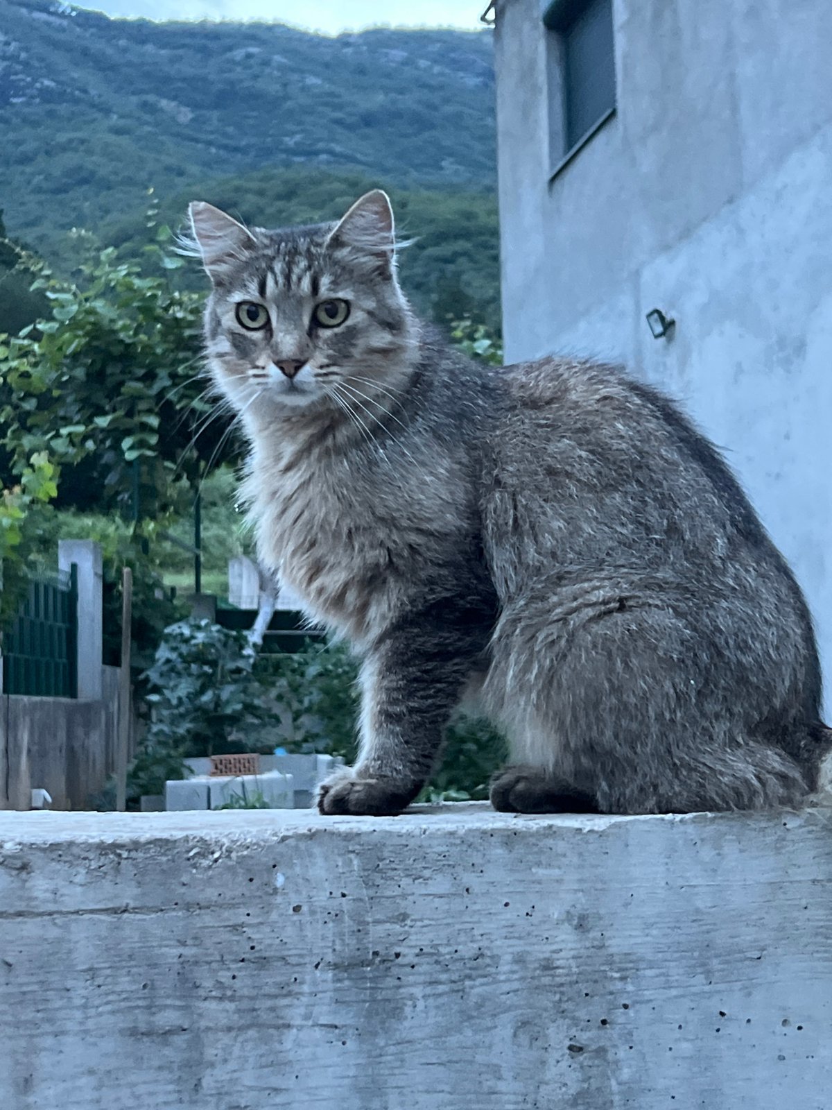 Grey tabby cat observed on concrete ledge in Montenegro