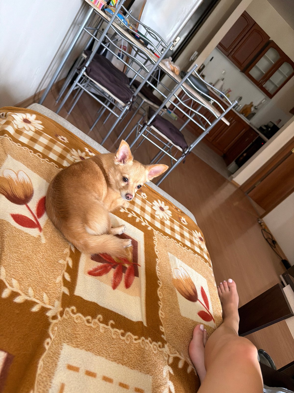 Woman and chihuahua share quiet afternoon moment on blanket