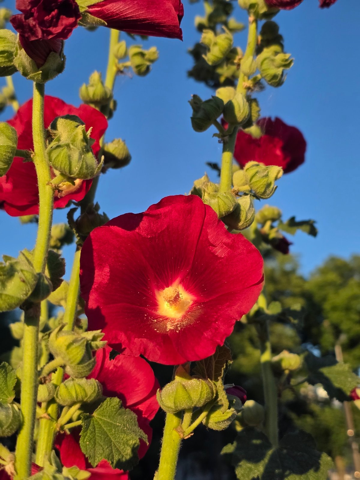 Summer evening in a Chaikovsky park at golden hour