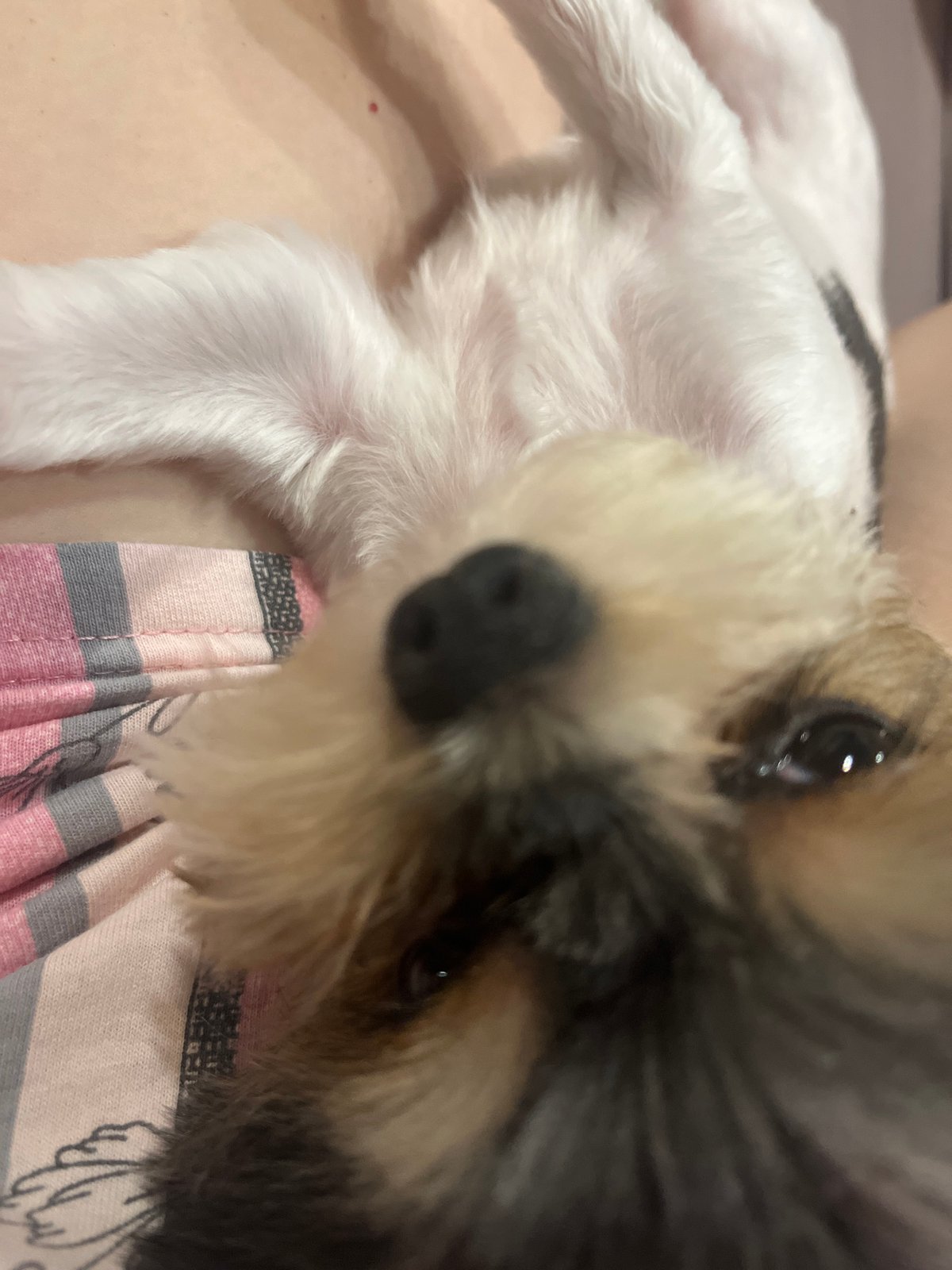 Lazy evening with a sleepy little terrier in Sochi