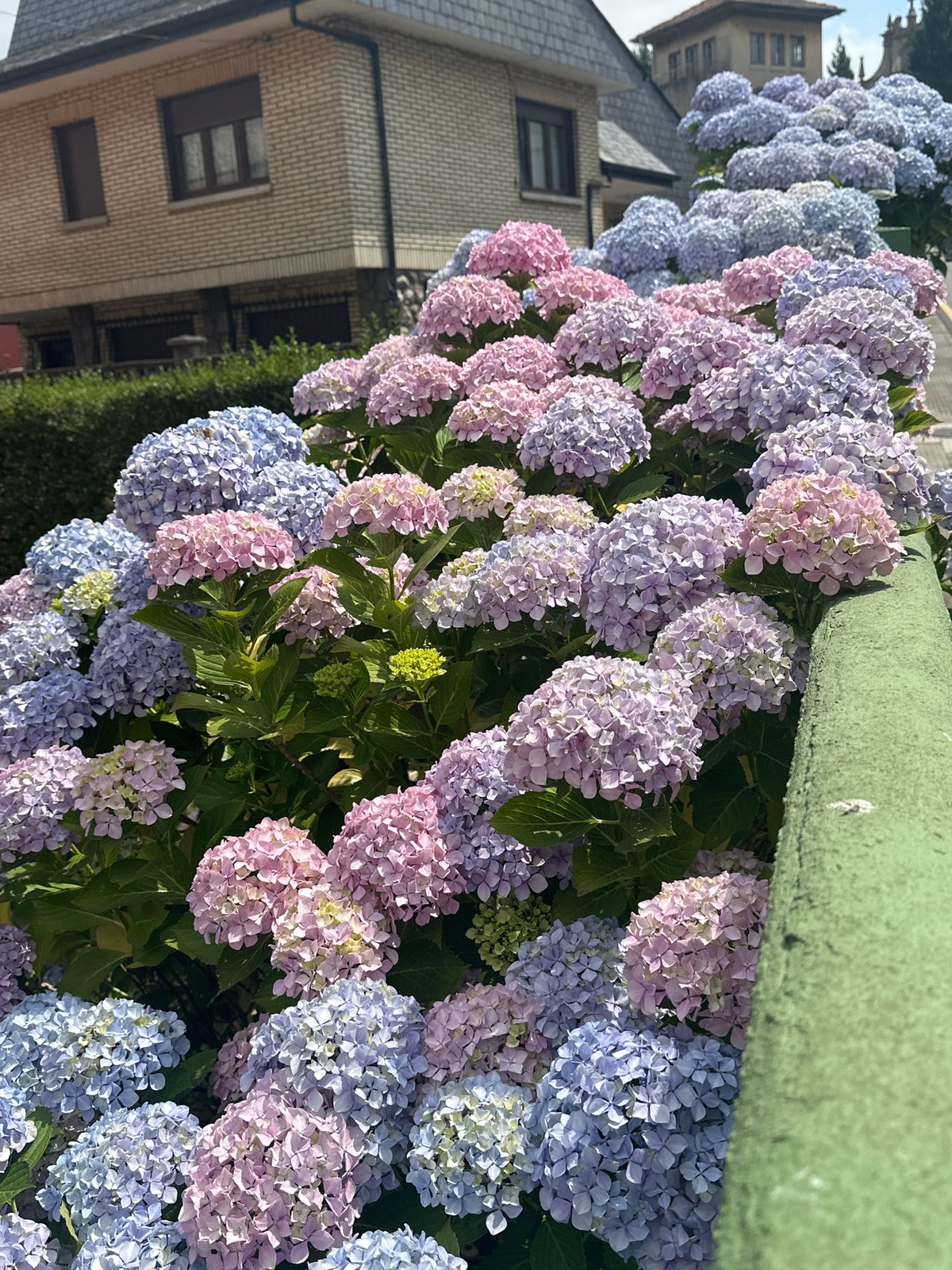 Hydrangeas in full bloom along a residential street in Oviedo