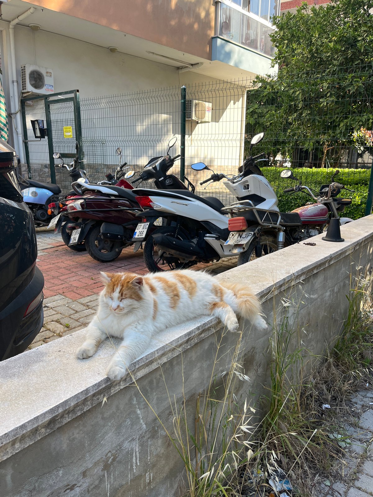 Morning cat and flowers captured in Alanya, Turkey