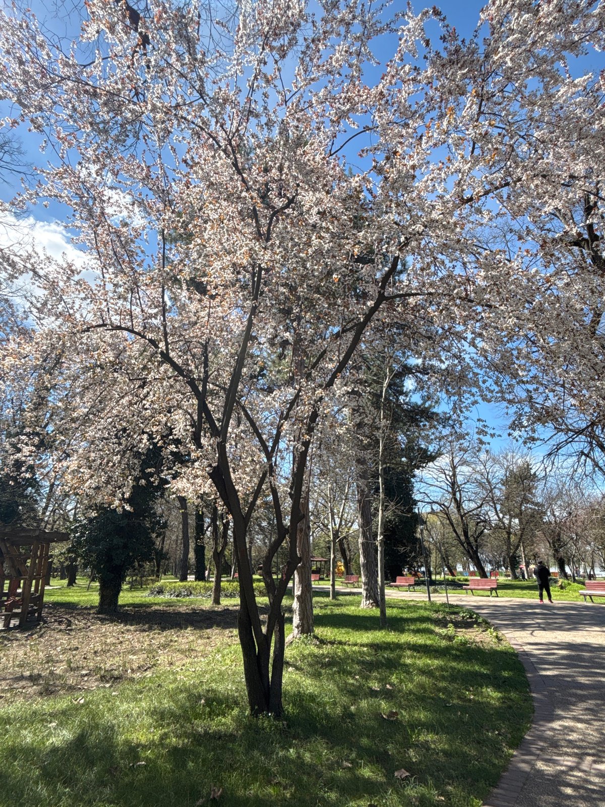 Spring blooms and Easter displays observed in Silistra park