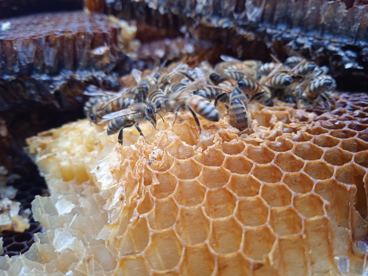 Morning garden documentation captures bees, plants, kitten in Voznesensk