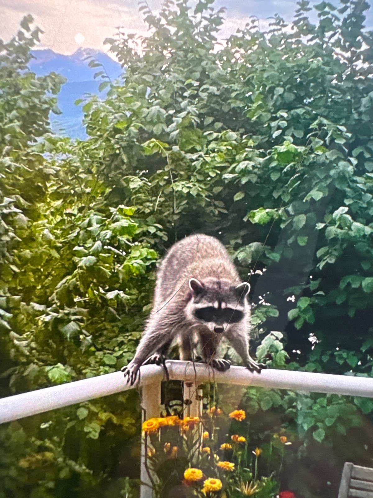Raccoon on a white railing, Southern Gulf Islands