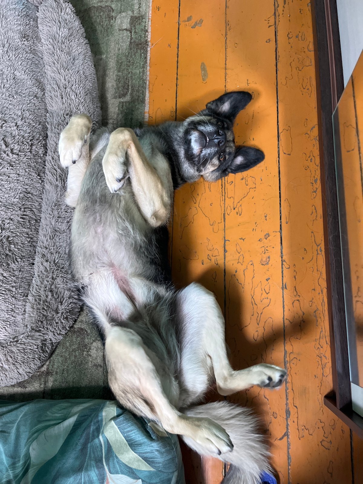 Woman documents morning moments with multiple pets in Russia