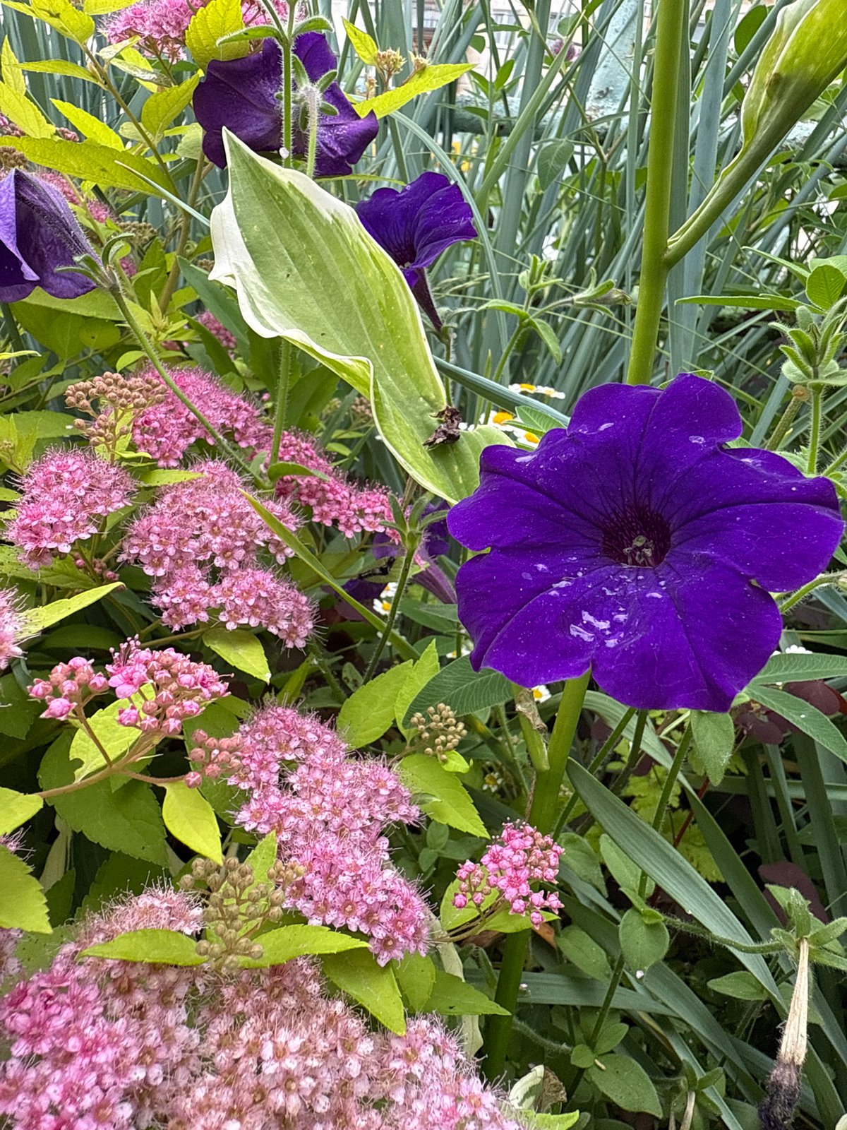 A quiet summer morning in Chaikovsky — gardens, cafés, streets