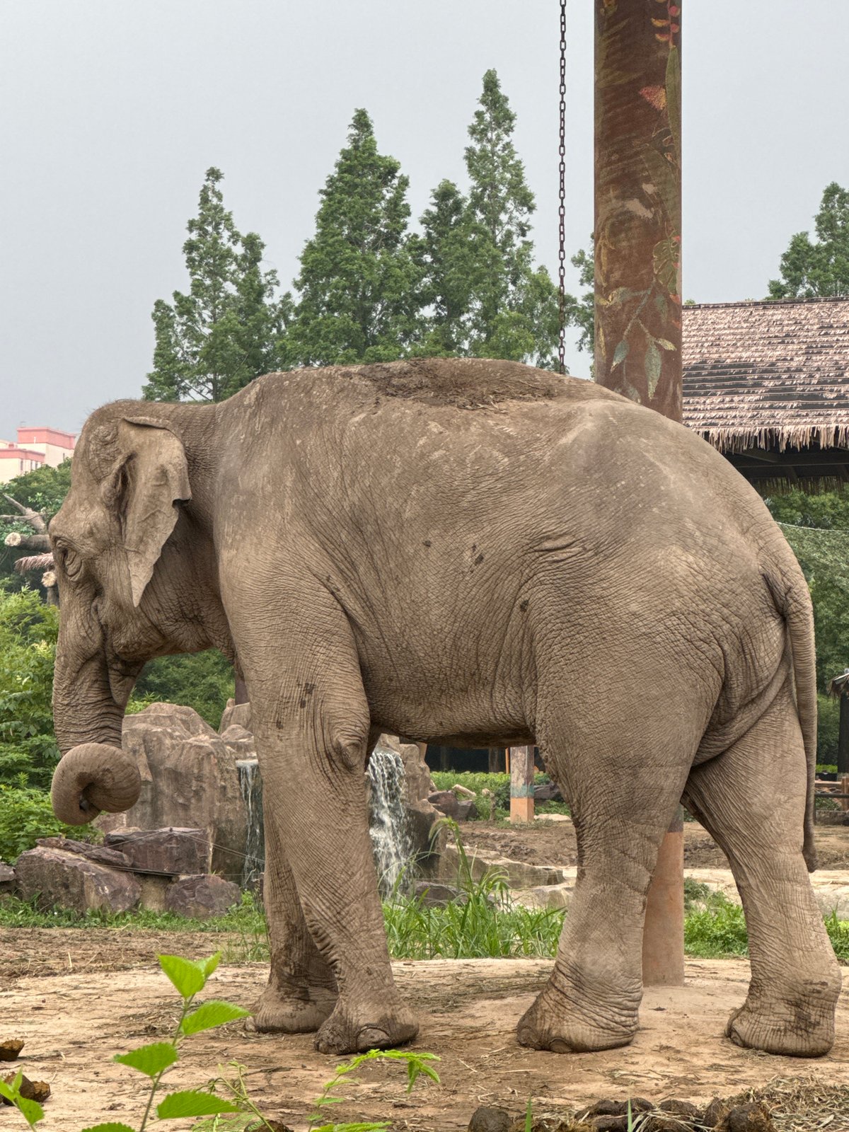 Asian elephant in a Pudong enclosure, multiple angles