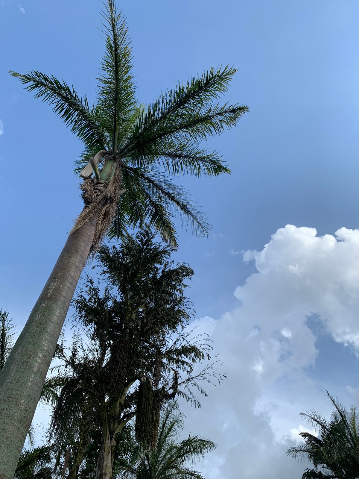 Palm trees and grounds of a Bukuru compound on a sunny afternoon