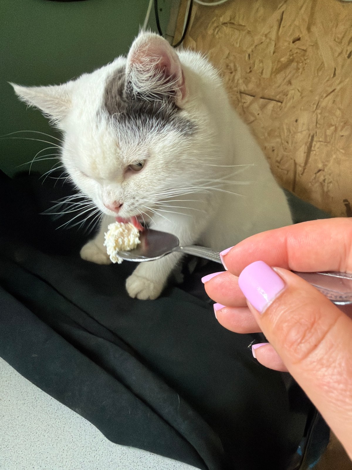 Woman shares quiet morning moments with beloved cat in Russia