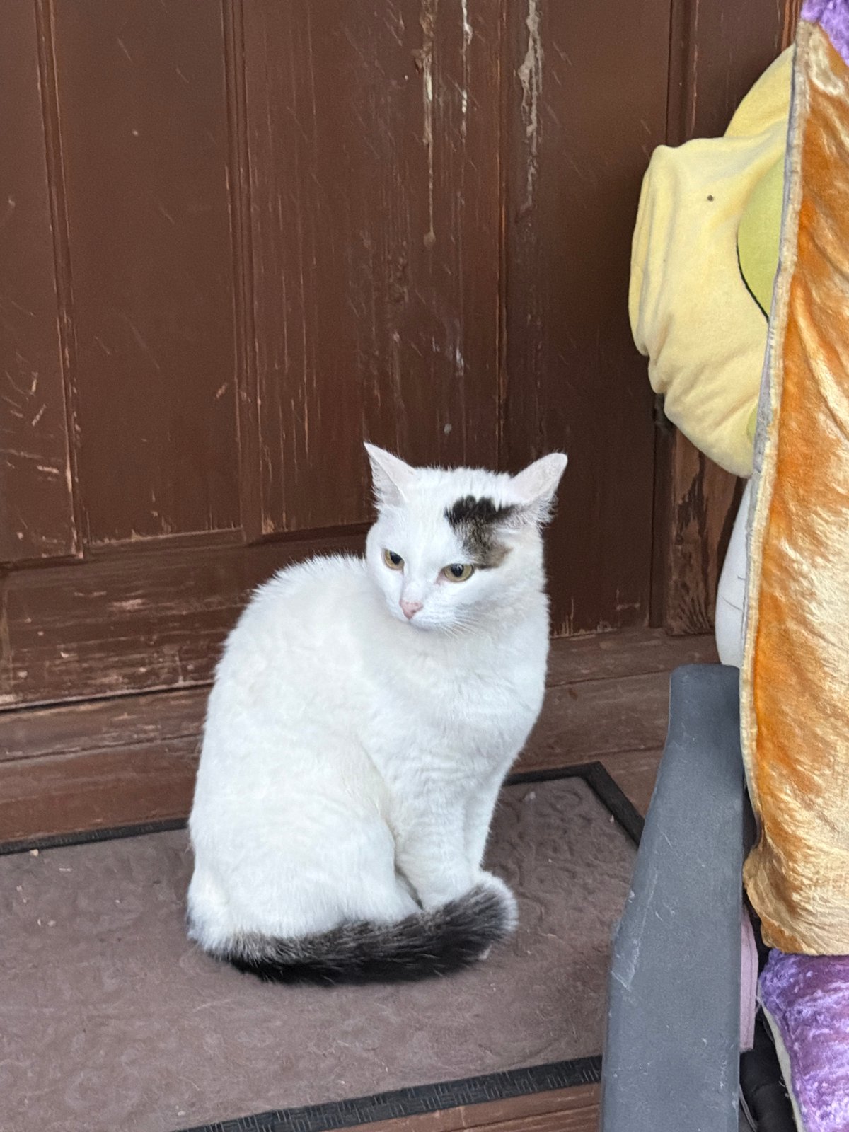 Cats hanging out in a Chaikovsky backyard on a grey afternoon