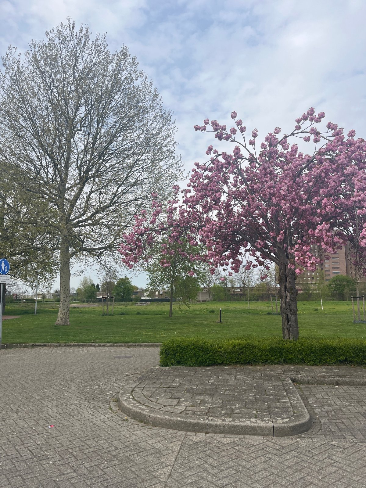 Cherry blossoms bloom along Maastricht streets in spring display