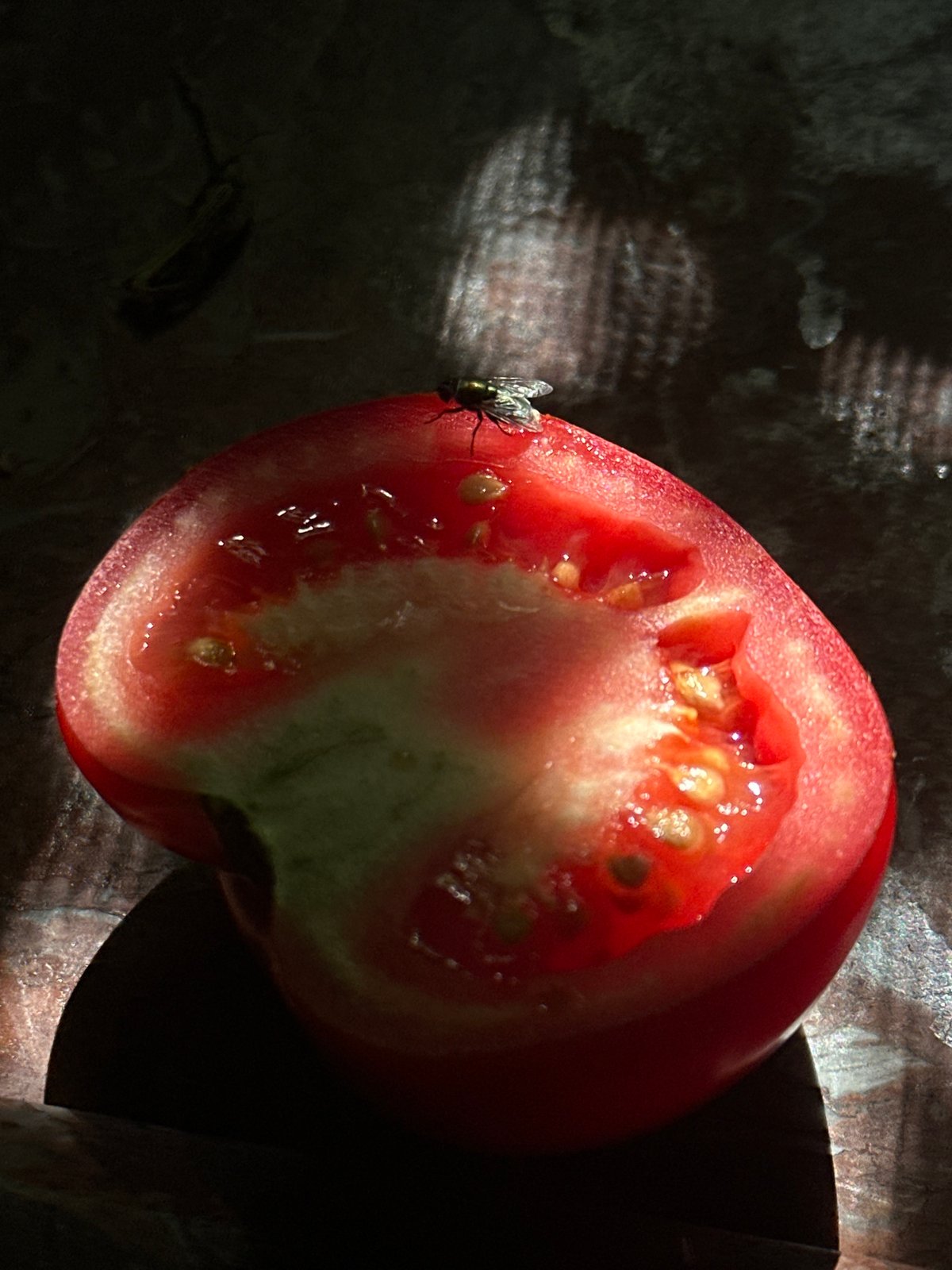 Fly on a sliced tomato, close-up macro shots, Netanya