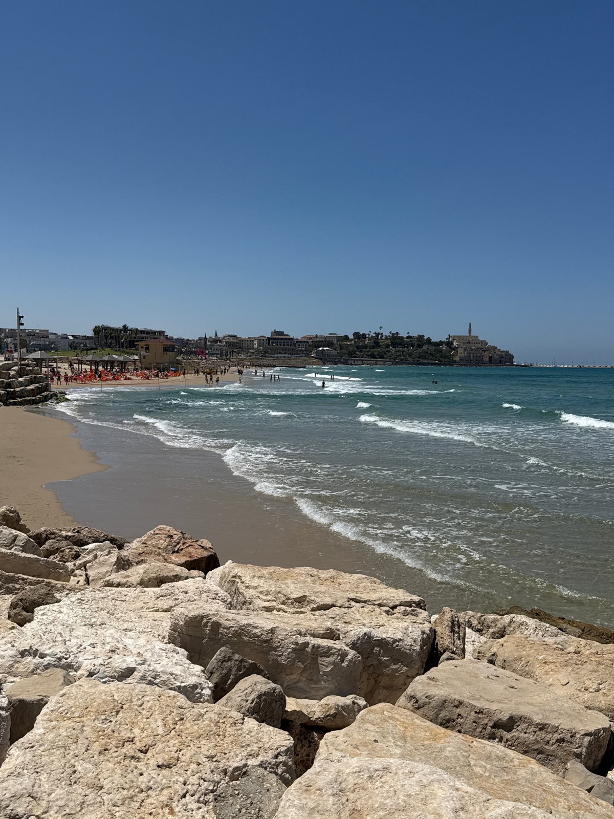 Dog spotted on Tel Aviv beach with yellow ring