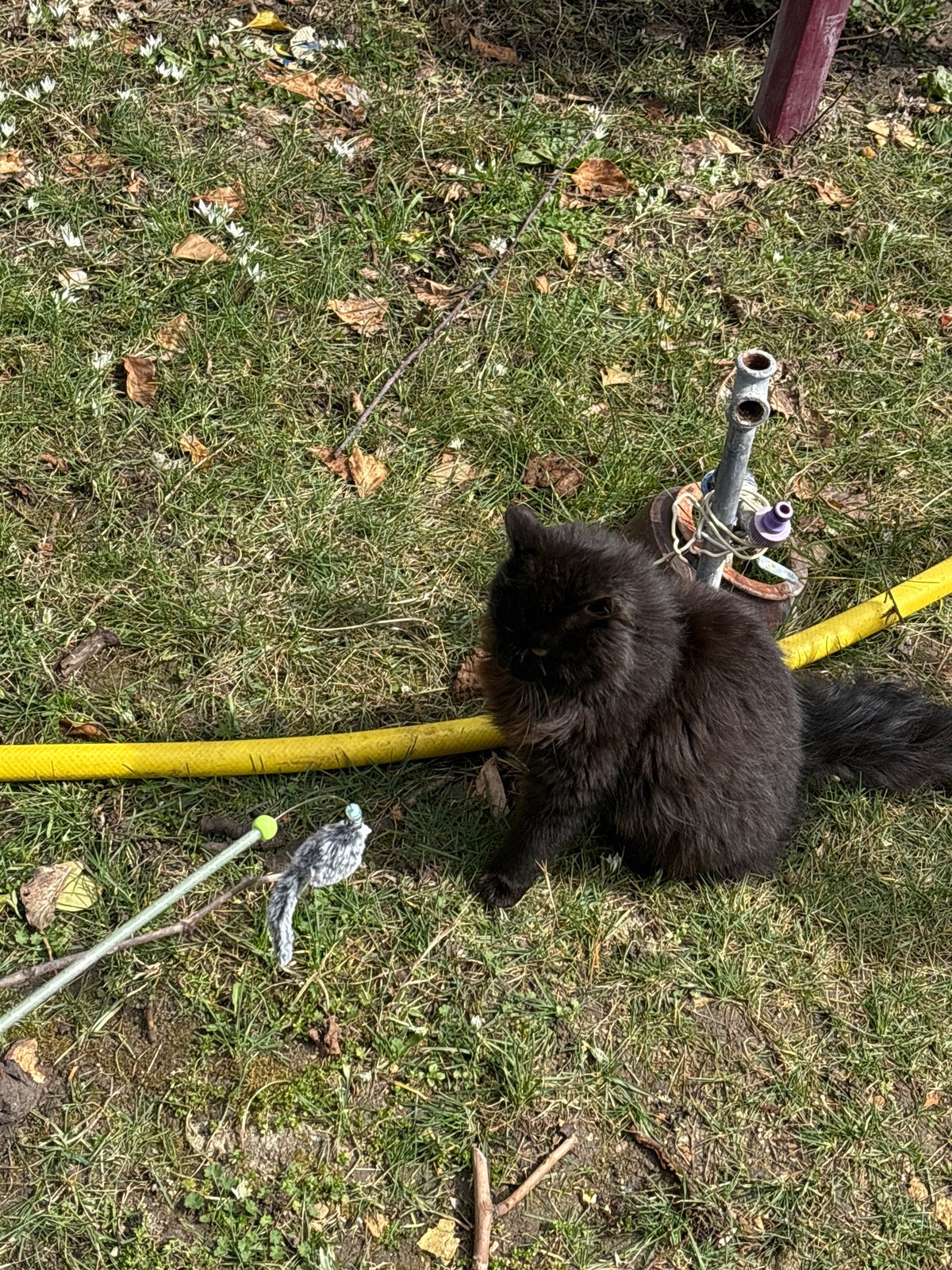 Black cat plays in blooming Varna garden