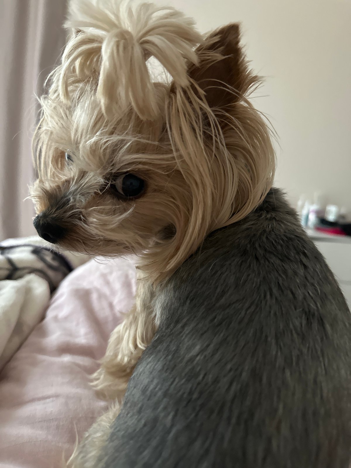 Yorkshire Terrier photographed in close-up shots in Sofia