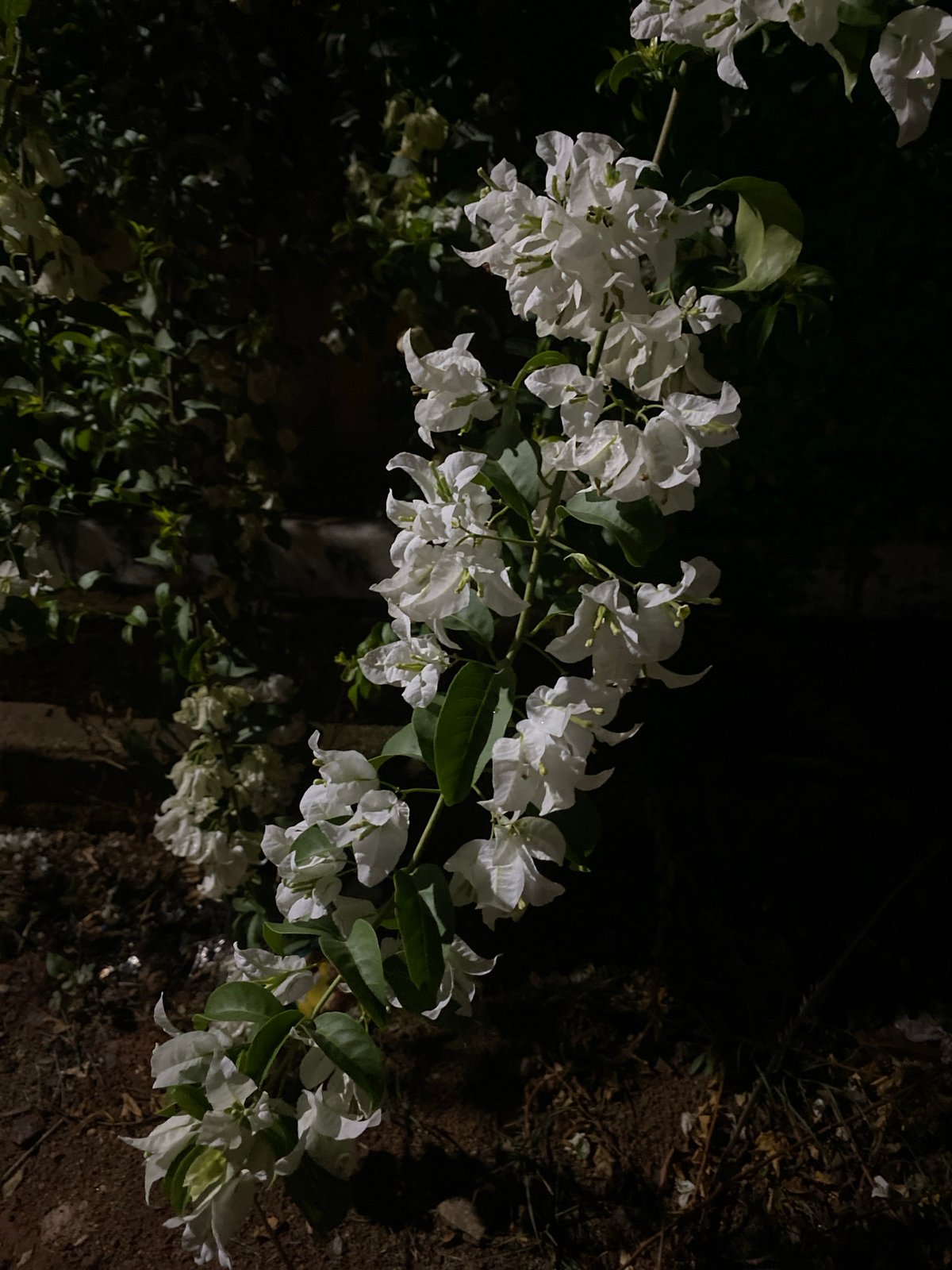 White bougainvillea flowers photographed in Bar Jirgi Summa, Nigeria