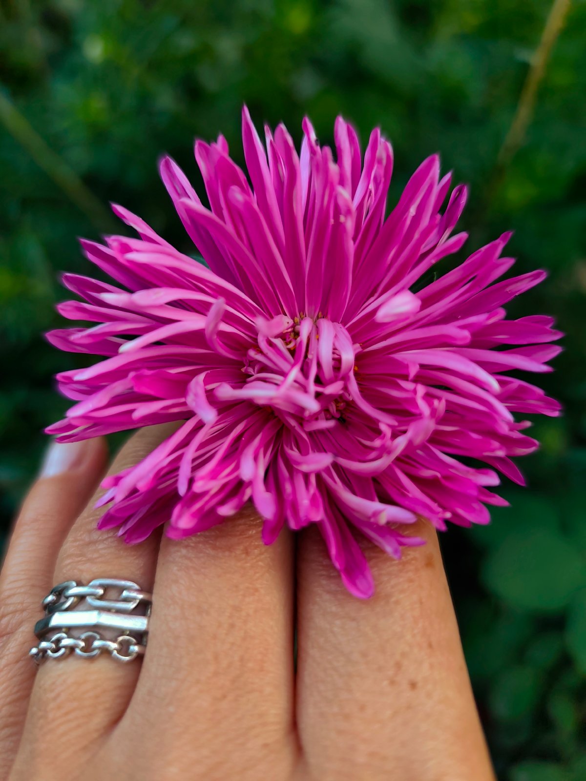 Pink garden flowers, close up, Durlești