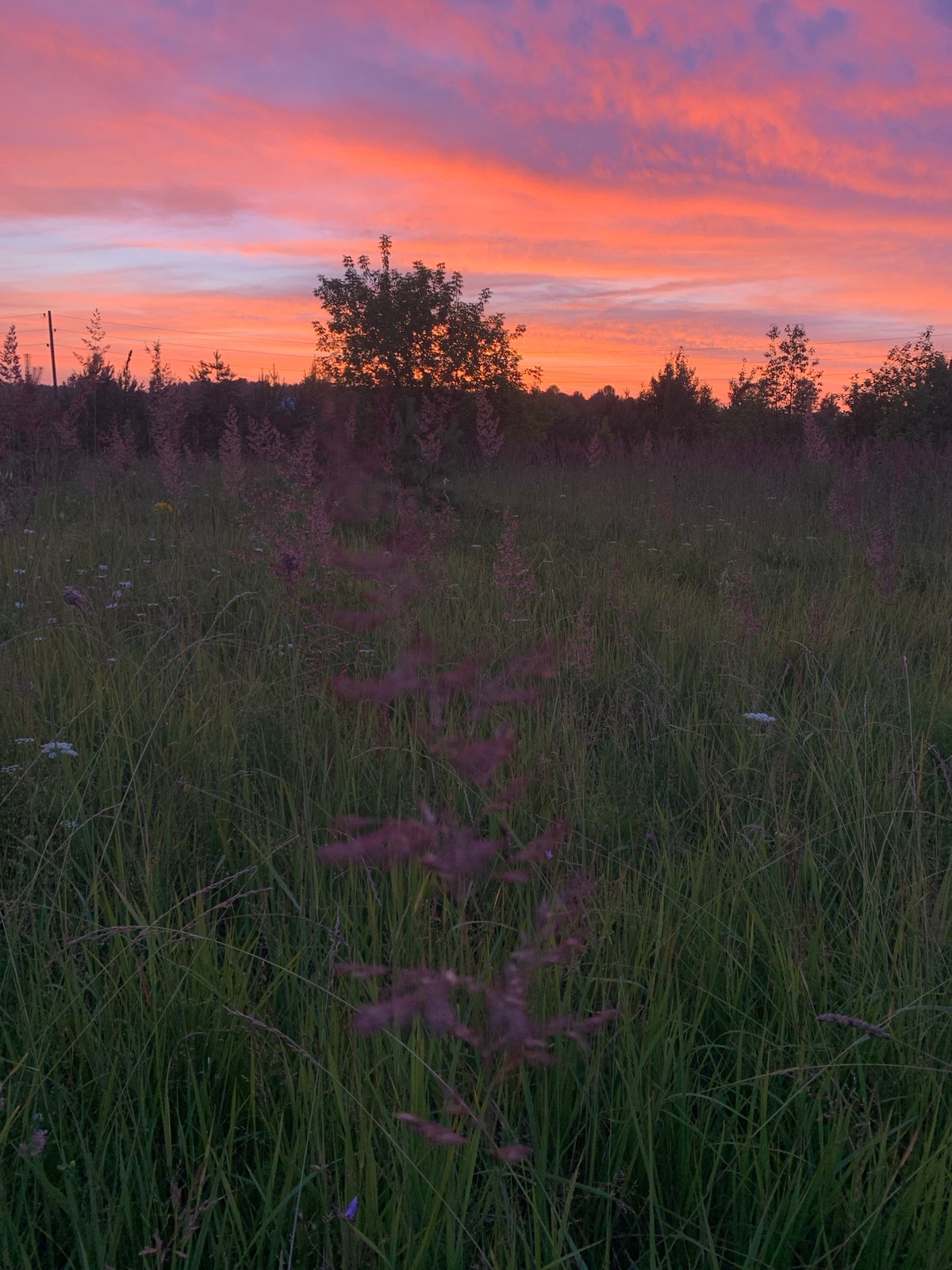 Sunset over a grassy field with cut logs, Sergeevo