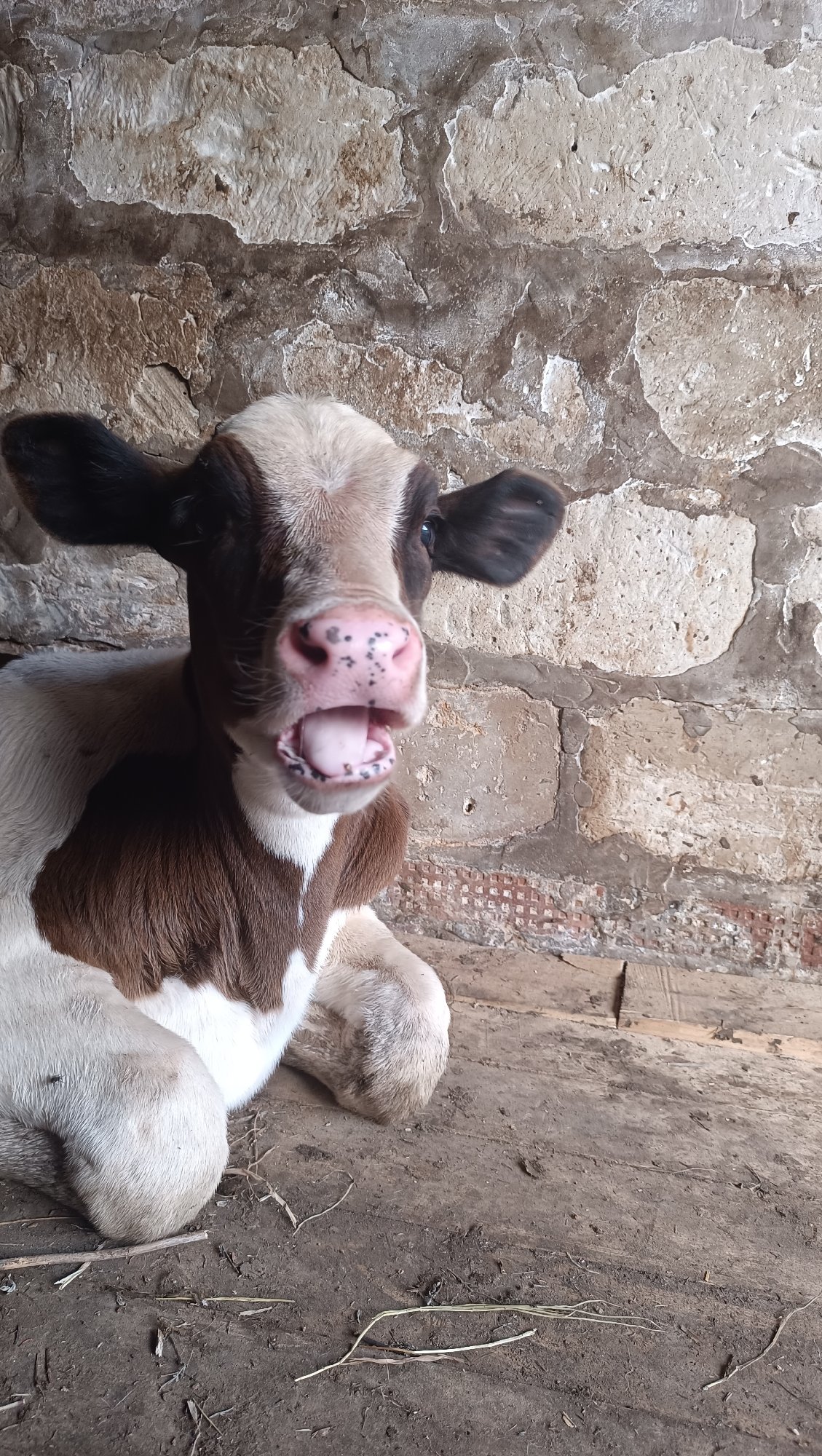 Barn calf gets up-close attention alongside rural garden scenes