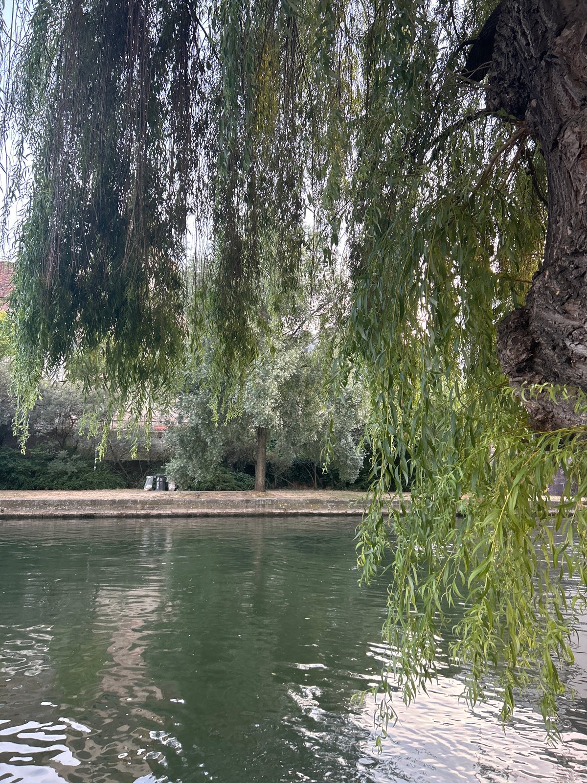 Ill River and weeping willow, Petite France, Strasbourg