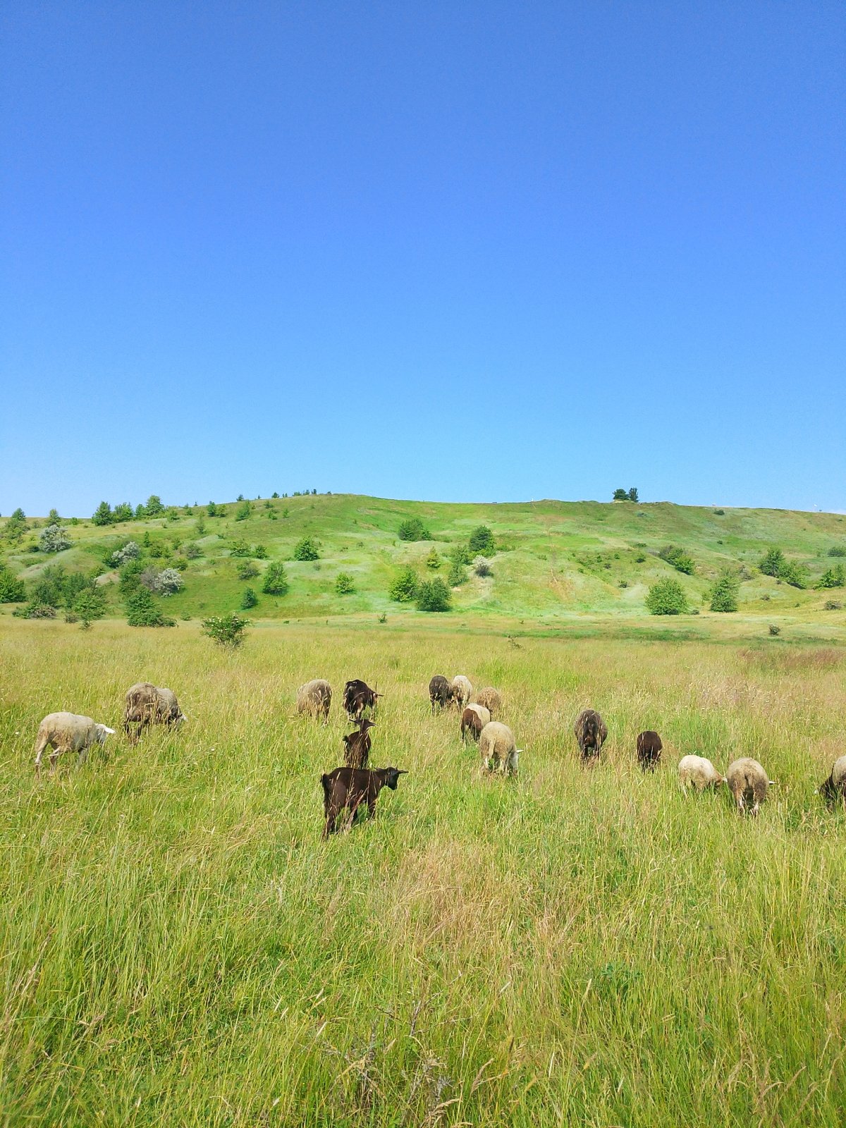 Mixed flock grazes peacefully in rural meadows during morning hours