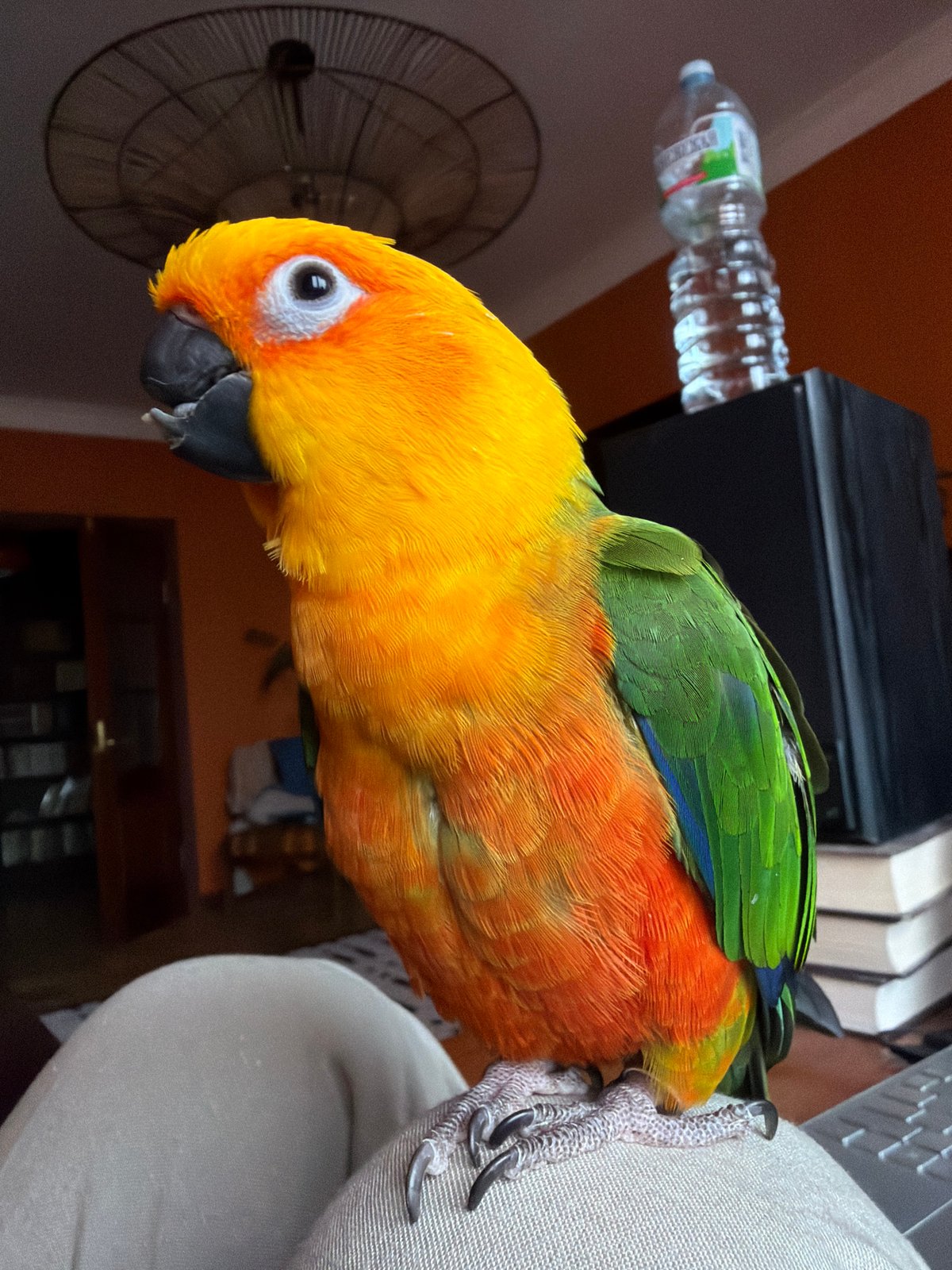 Woman poses with colorful parrot indoors in Khimki