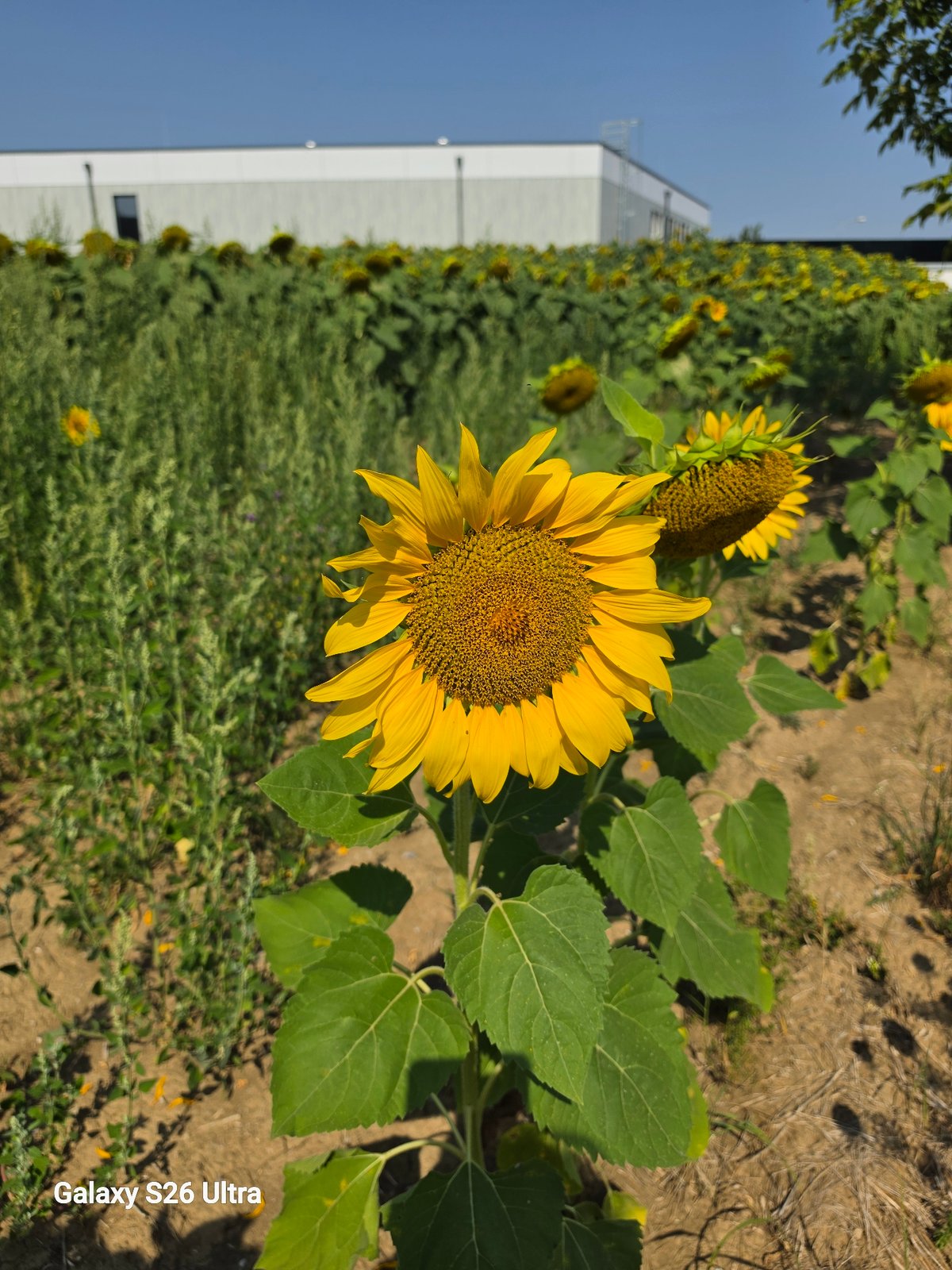 Sunflowers in full bloom, Loosdorf, Austria