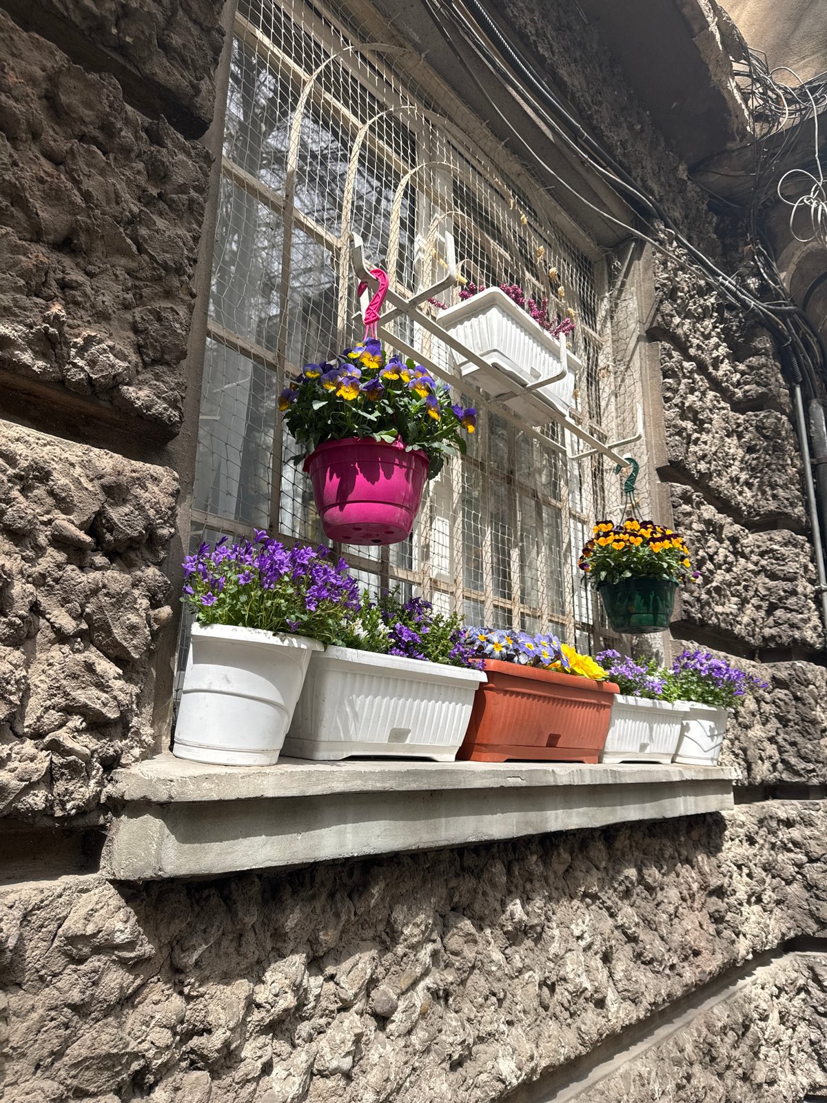 Sofia residents display colorful flower pots on secured window